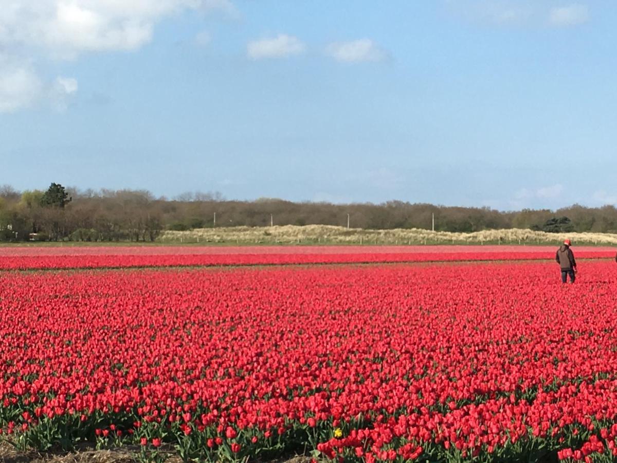 De Duinlopers - Studio Appt Bries - Strand, Duinen En Nabij Cultuur Steden Castricum Ngoại thất bức ảnh